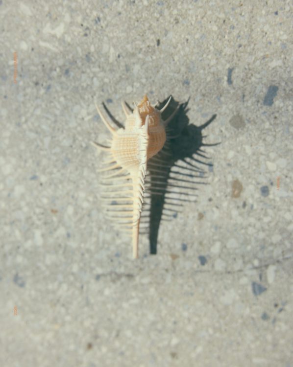 COLLECTION 2026 SS 37